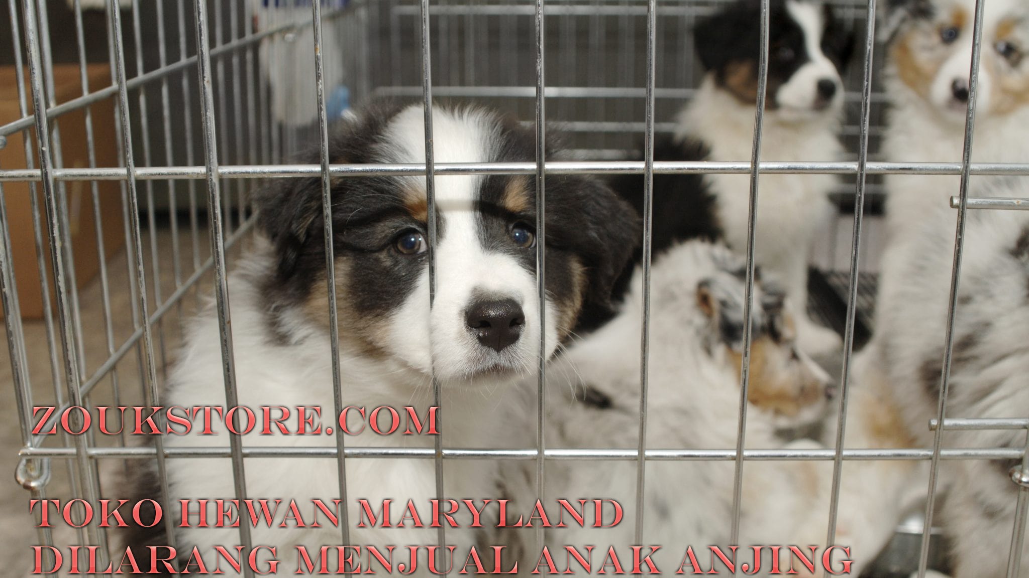 Cabang Maryland Dilarang Jual Anak Anjing
