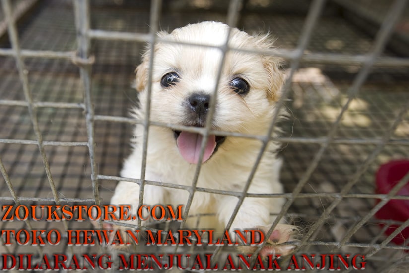 Toko Hewan Maryland Dilarang Menjual Anak Anjing